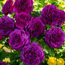 Load image into Gallery viewer, ~~EBB TIDE~~Fully Grown Blooming Size Rose Bush Plant~~VERY RARE~~HTF~~
