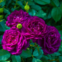 Load image into Gallery viewer, ~~EBB TIDE~~Fully Grown Blooming Size Rose Bush Plant~~VERY RARE~~HTF~~
