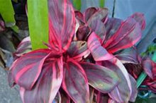 Load image into Gallery viewer, **ELECTRA** Cordyline Terminalis Hawaiian Ti Plant**AKA Good Luck Plants
