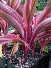 Load image into Gallery viewer, **ELECTRA** Cordyline Terminalis Hawaiian Ti Plant**AKA Good Luck Plants
