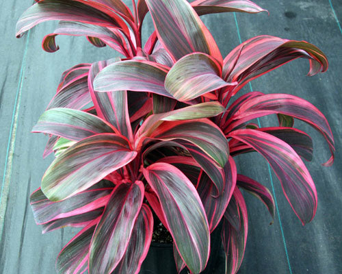 **ELECTRA** Cordyline Terminalis Hawaiian Ti Plant**AKA Good Luck Plants