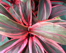 Load image into Gallery viewer, **ELECTRA** Cordyline Terminalis Hawaiian Ti Plant**AKA Good Luck Plants
