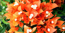 Load image into Gallery viewer, **FIRE OPAL**Live Bougainvillea Well Rooted Starter Plant
