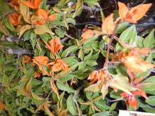 Load image into Gallery viewer, **FIRE OPAL**Live Bougainvillea Well Rooted Starter Plant
