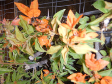 Load image into Gallery viewer, **FIRE OPAL**Live Bougainvillea Well Rooted Starter Plant
