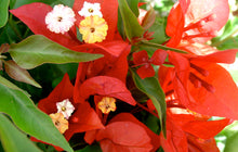 Load image into Gallery viewer, **FLAME**Live Bougainvillea Well Rooted Starter Plant
