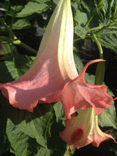 Load image into Gallery viewer, **FLAMENCO** Brugmansia Angels Trumpet Plant** Fragrant Large Peach Flowers**
