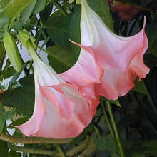 Load image into Gallery viewer, **FLAMENCO** Brugmansia Angels Trumpet Plant** Fragrant Large Peach Flowers**
