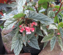 Load image into Gallery viewer, ***FROSTY*** Angel Wing Begonia  Rooted Starter Plant
