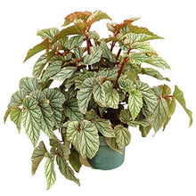 Load image into Gallery viewer, ***FROSTY*** Angel Wing Begonia  Rooted Starter Plant
