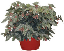 Load image into Gallery viewer, ***FROSTY*** Angel Wing Begonia  Rooted Starter Plant
