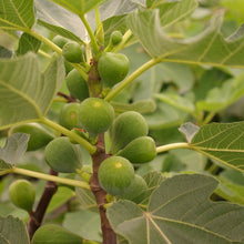 Load image into Gallery viewer, Kadota~Fig Tree Live Starter Plant ~Ficus carica~ Made Newtons Cookies Famous!
