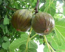 Load image into Gallery viewer, Olympian~~Fig Tree Live Starter Plant~ Ficus carica ~Won the Retailers&#39; Choice
