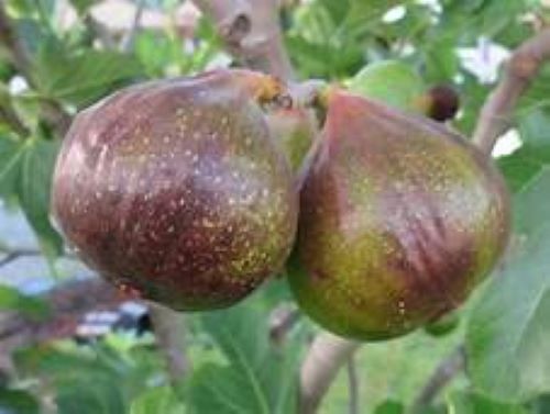 Olympian~~Fig Tree Live Starter Plant~ Ficus carica ~Won the Retailers' Choice