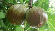 Load image into Gallery viewer, Olympian~~Fig Tree Live Starter Plant~ Ficus carica ~Won the Retailers&#39; Choice
