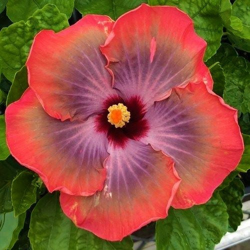 ***5TH DIMENSION*** Rooted Exotic Tropical Hibiscus Plant* **AKA Fancy Hibiscus