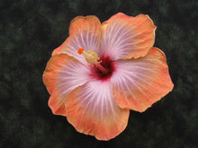 Load image into Gallery viewer, ***5TH DIMENSION*** Rooted Exotic Tropical Hibiscus Plant* **AKA Fancy Hibiscus
