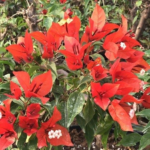 **FLAME**Live Bougainvillea Well Rooted Starter Plant