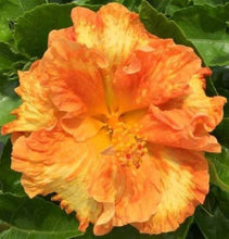 Load image into Gallery viewer, ***FLAMEBALL*** SMALL Rooted STARTER Exotic Tropical Hibiscus Plant ***AKA Fancy Hibiscus***

