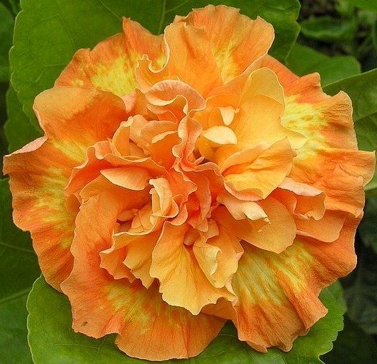 ***FLAMEBALL*** SMALL Rooted STARTER Exotic Tropical Hibiscus Plant ***AKA Fancy Hibiscus***