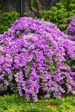 Load image into Gallery viewer, *GARLIC VINE*Mansoa Alliacea Starter Plant*Beautiful PurpleTrumpet Flowers*RARE*
