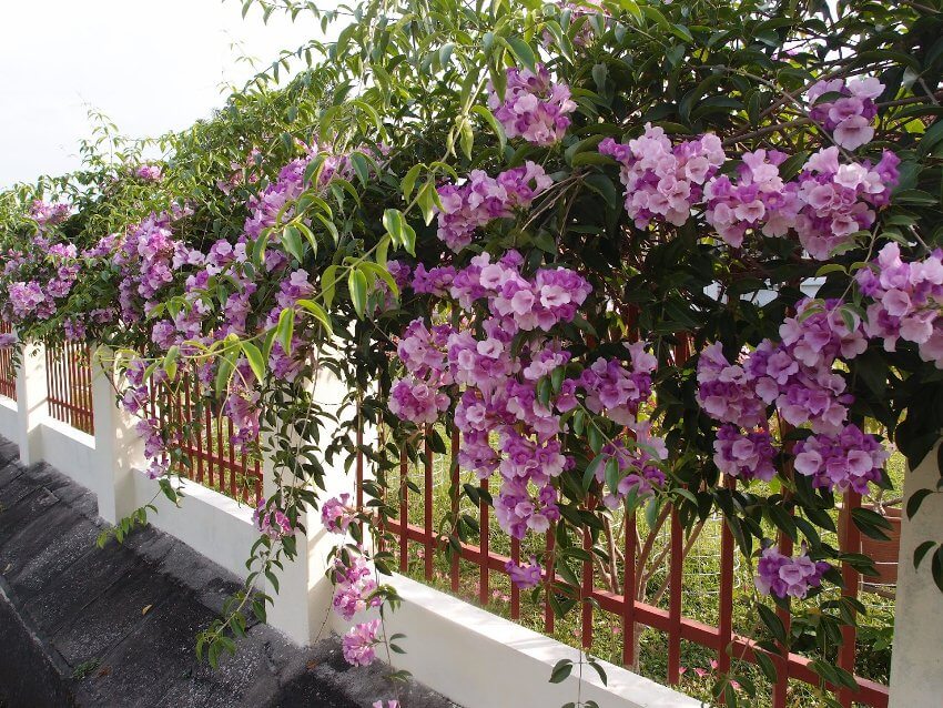 *GARLIC VINE*Mansoa Alliacea Starter Plant*Beautiful PurpleTrumpet Flowers*RARE*