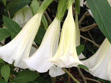 Load image into Gallery viewer, *GIANT WHITE** Brugmansia Angels Trumpet Plant** Fragrant Large White Flowers
