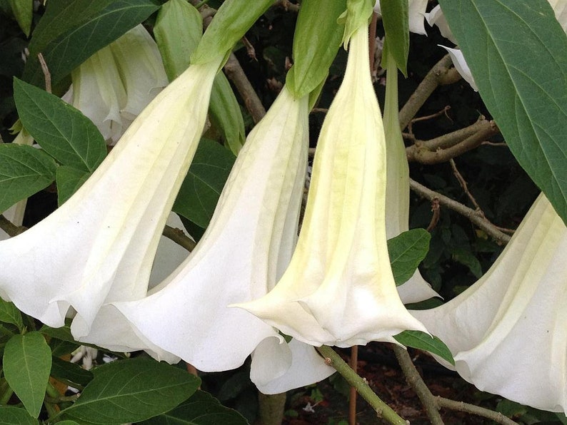 *GIANT WHITE** Brugmansia Angels Trumpet Plant** Fragrant Large White Flowers