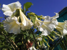 Load image into Gallery viewer, *GIANT WHITE** Brugmansia Angels Trumpet Plant** Fragrant Large White Flowers
