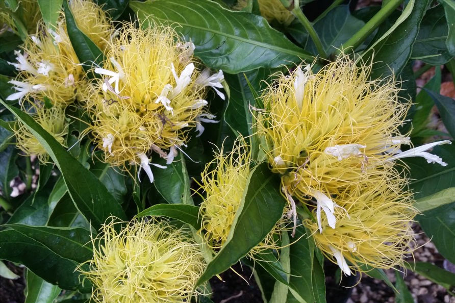 **GOLDEN PLUME** Jacobina Plant **Schaueria Flavicoma** AKA Yellow Justicia Plant**