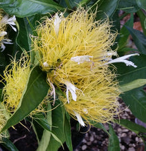 Load image into Gallery viewer, **GOLDEN PLUME** Jacobina Plant **Schaueria Flavicoma** AKA Yellow Justicia Plant**
