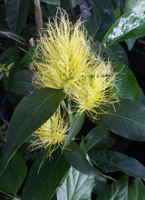 Load image into Gallery viewer, **GOLDEN PLUME** Jacobina Plant **Schaueria Flavicoma** AKA Yellow Justicia Plant**
