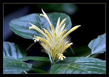 Load image into Gallery viewer, **GOLDEN PLUME** Jacobina Plant **Schaueria Flavicoma** AKA Yellow Justicia Plant**
