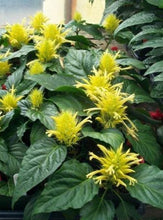 Load image into Gallery viewer, **GOLDEN PLUME** Jacobina Plant **Schaueria Flavicoma** AKA Yellow Justicia Plant**
