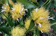 Load image into Gallery viewer, **GOLDEN PLUME** Jacobina Plant **Schaueria Flavicoma** AKA Yellow Justicia Plant**
