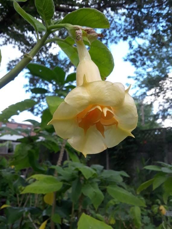 ANGELS GOLD FACE*Brugmansia Plant* *Fragrant Golden Yellow Double Angels Trumpet