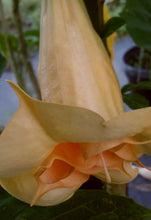 Load image into Gallery viewer, ANGELS GOLD FACE*Brugmansia Plant* *Fragrant Golden Yellow Double Angels Trumpet
