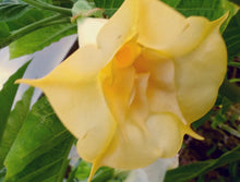 Load image into Gallery viewer, ANGELS GOLD FACE*Brugmansia Plant* *Fragrant Golden Yellow Double Angels Trumpet
