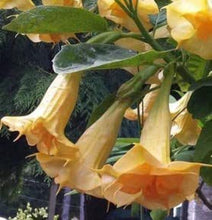 Load image into Gallery viewer, ANGELS GOLD FACE*Brugmansia Plant* *Fragrant Golden Yellow Double Angels Trumpet
