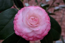 Load image into Gallery viewer, ***GRACE ALBRITTON** *Bicolor Bloom Camellia Japonica-Live Starter Plant
