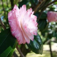 Load image into Gallery viewer, ***GRACE ALBRITTON** *Bicolor Bloom Camellia Japonica-Live Starter Plant
