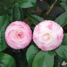 Load image into Gallery viewer, ***GRACE ALBRITTON** *Bicolor Bloom Camellia Japonica-Live Starter Plant
