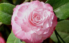 Load image into Gallery viewer, ***GRACE ALBRITTON** *Bicolor Bloom Camellia Japonica-Live Starter Plant
