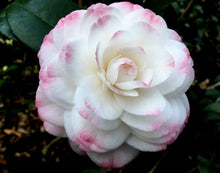 Load image into Gallery viewer, ***GRACE ALBRITTON** *Bicolor Bloom Camellia Japonica-Live Starter Plant
