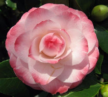 Load image into Gallery viewer, ***GRACE ALBRITTON** *Bicolor Bloom Camellia Japonica-Live Starter Plant
