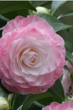 Load image into Gallery viewer, ***GRACE ALBRITTON** *Bicolor Bloom Camellia Japonica-Live Starter Plant
