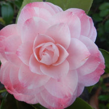 Load image into Gallery viewer, ***GRACE ALBRITTON** *Bicolor Bloom Camellia Japonica-Live Starter Plant
