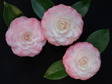 Load image into Gallery viewer, ***GRACE ALBRITTON** *Bicolor Bloom Camellia Japonica-Live Starter Plant
