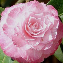 Load image into Gallery viewer, ***GRACE ALBRITTON** *Bicolor Bloom Camellia Japonica-Live Starter Plant
