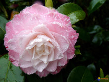 Load image into Gallery viewer, ***GRACE ALBRITTON** *Bicolor Bloom Camellia Japonica-Live Starter Plant
